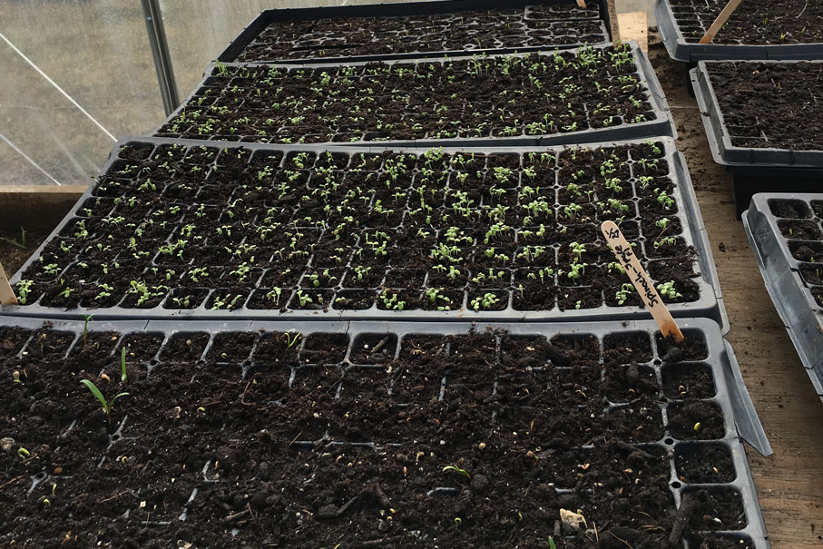 seedlings