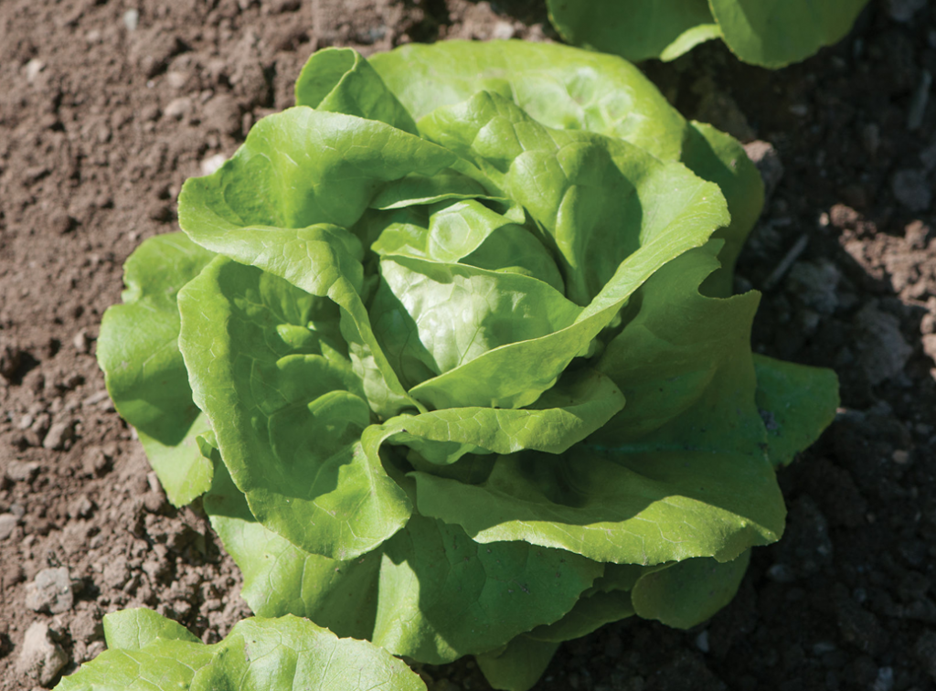 BUTTERHEAD LETTUCE Helfand Farm Community Gardens