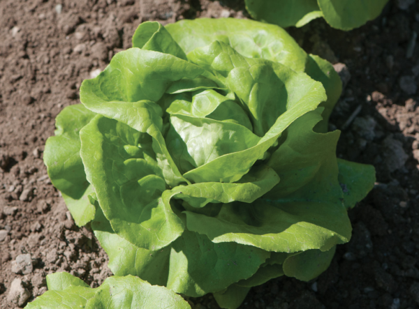 Butterhead Lettuce - Helfand Farm Community Gardens